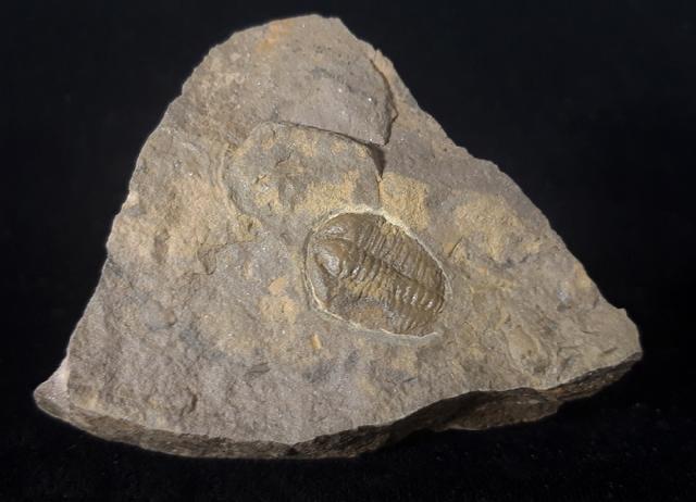 Conocoryphe cirina (BARRANDE 1846) - Bild © FossNet FossilienStore
